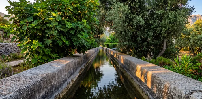 Un canal d'irrigation maçonné, en eau, filant entre figuiers et oliviers.